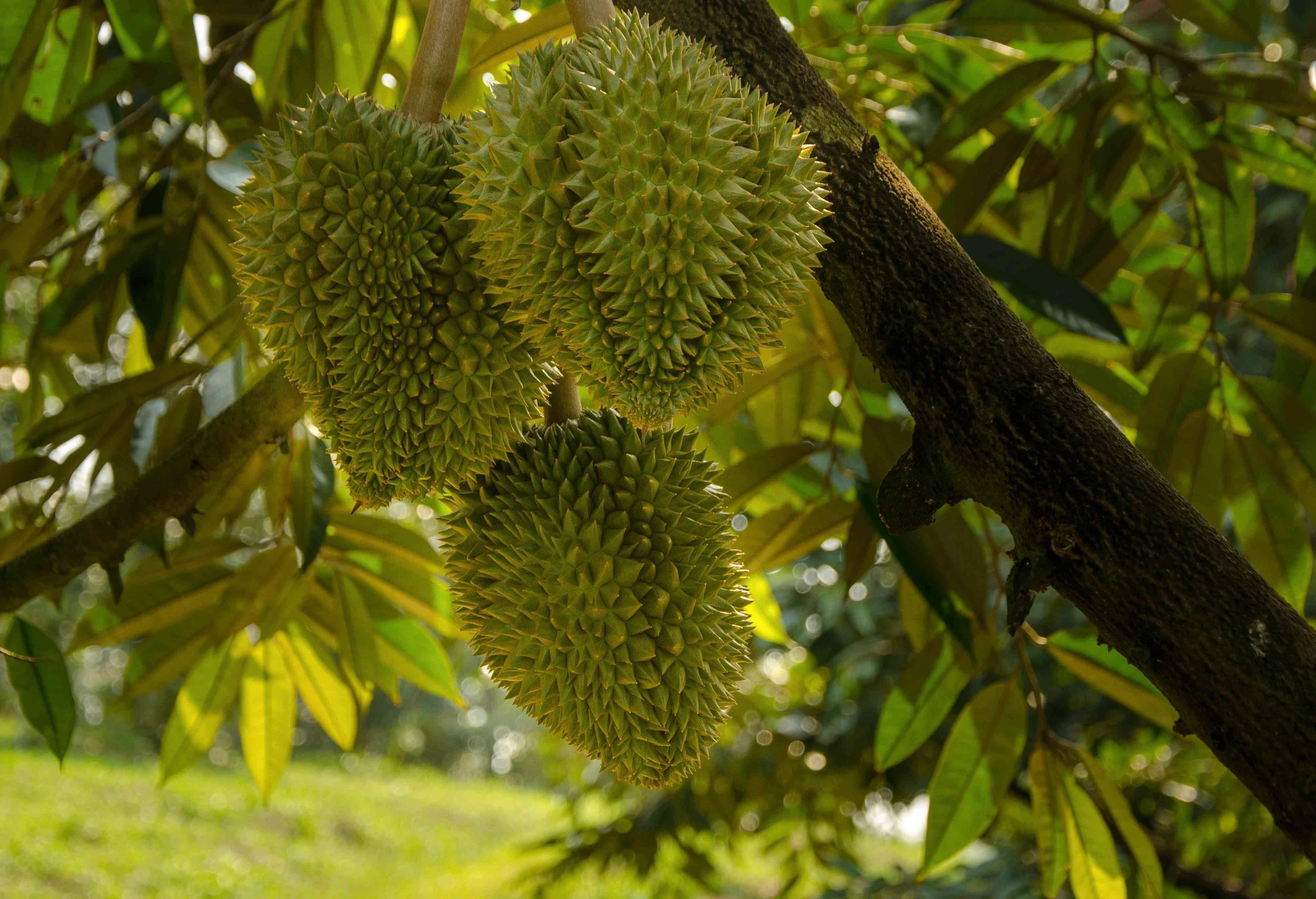 Durian