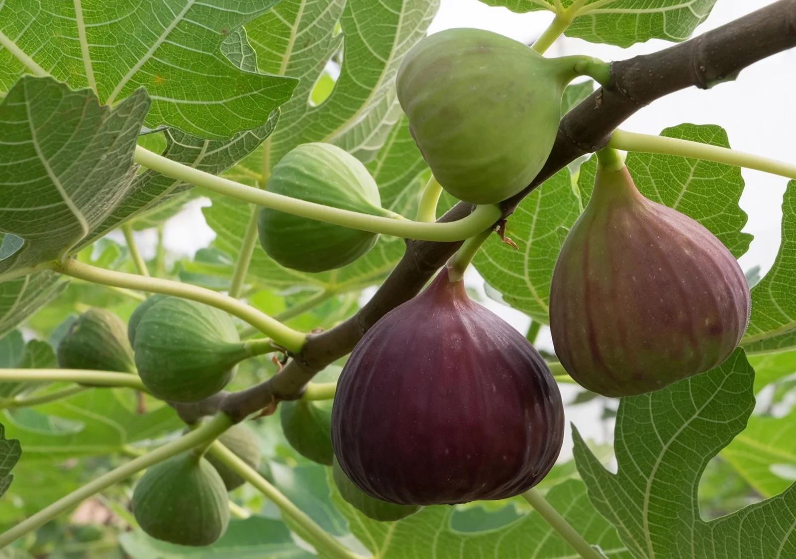 Fig